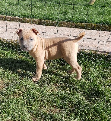 De La Vallée De La Brèche - American Staffordshire Terrier - Portée née le 02/01/2022